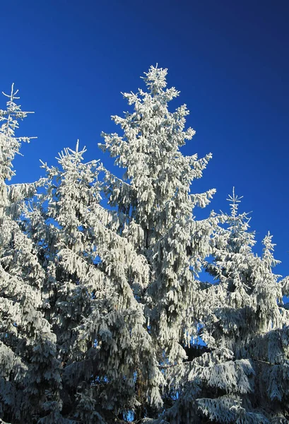 Beautiful Spruces Covered Snow Contrast Blue Sky Winter Stock Image