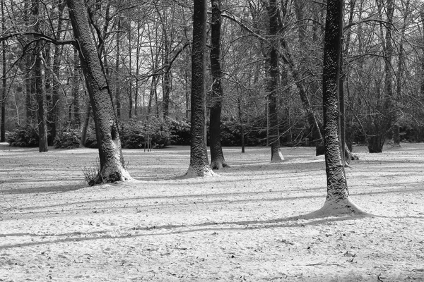 Alcuni Alberi Nel Parco Con Lunghe Ombre Inverno Bianco Nero — Foto Stock