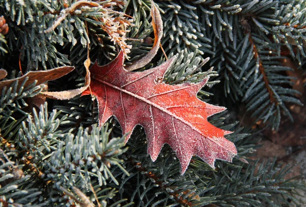 一些针叶树树枝之间覆盖着白霜的橡木红叶的密切照片 — 图库照片