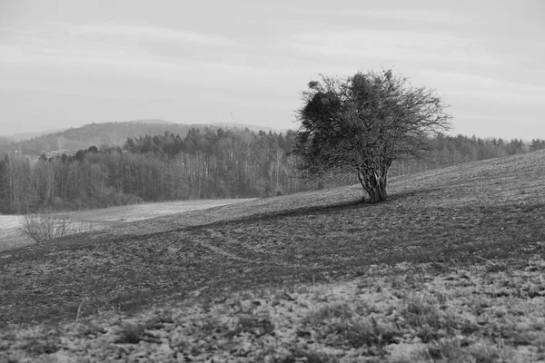 Schwarz Weiß Foto Eines Einsamen Busches Auf Dem Feld — Stockfoto