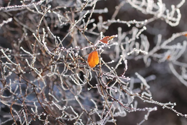 光秃秃的树枝覆盖着白霜与最后的烧焦的叶子在冬天 — 图库照片