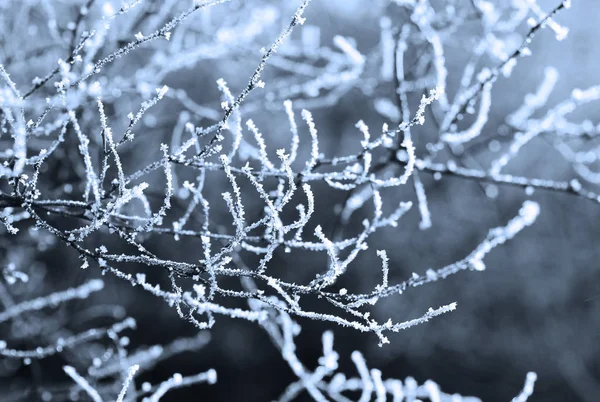 光秃秃的树枝覆盖着白霜和雪在冬天在蓝色色调 — 图库照片
