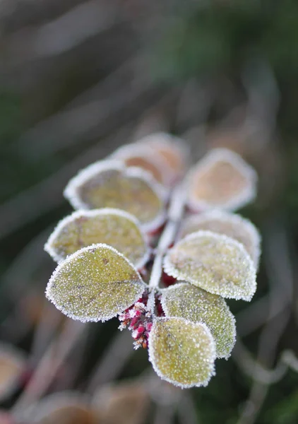 Κλαδί Πράσινα Φύλλα Και Κόκκινα Μούρα Καλύπτεται Κρύσταλλα Παγετός Και — Φωτογραφία Αρχείου