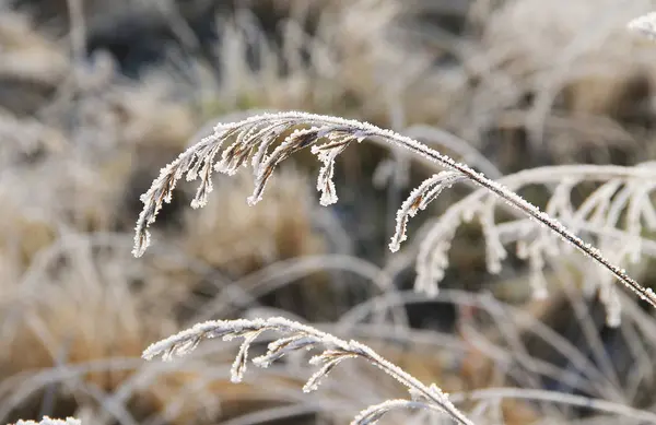 冬天被白霜和雪覆盖的烧草 — 图库照片
