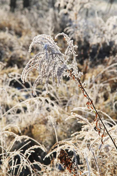 烤欧洲金棒 实得草 冬天被雪和白霜覆盖 — 图库照片