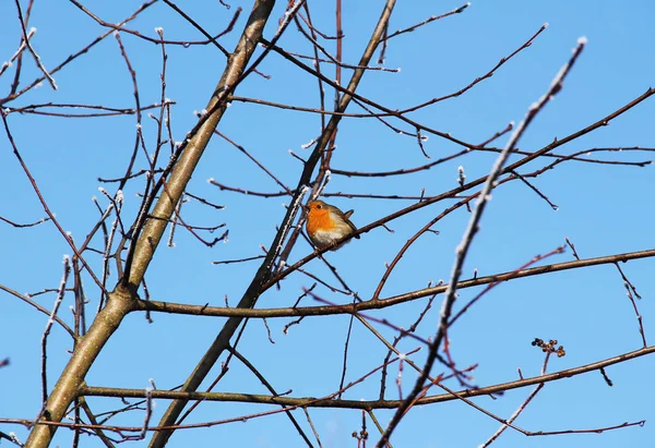 Petit Merle Sur Arbre Avec Des Branches Nues Beau Ciel — Photo