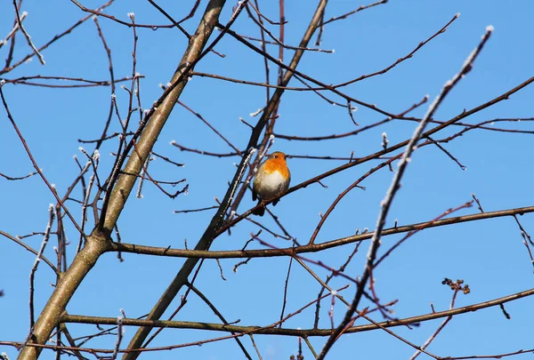 Kleine Robin Boom Met Kale Takken Mooie Blauwe Hemel — Stockfoto