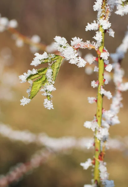 野生玫瑰灌木的多刺的树枝与最后的叶子覆盖着白霜和雪的水晶 — 图库照片