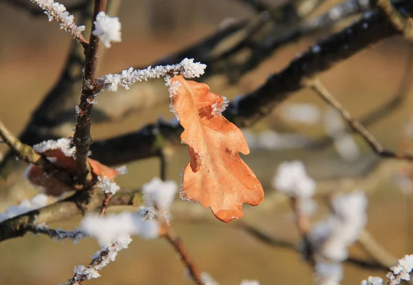 关闭的照片 橡树的一个缝合叶与一些霜冻的树枝上 — 图库照片