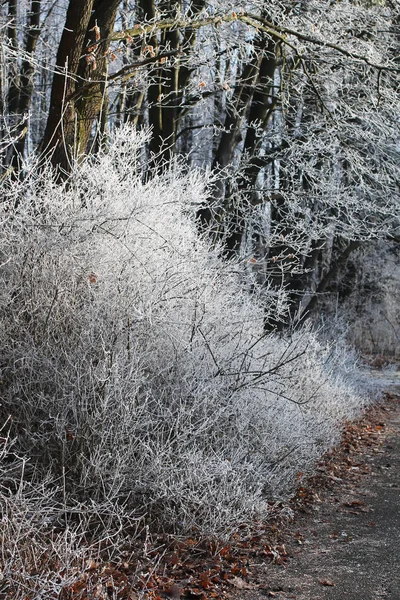 Bush Ile Gümüş Hoarfrost Kışın Kapalı — Stok fotoğraf