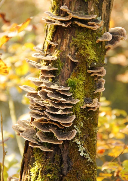 Foto Perto Muitos Trametes Versicolor Fungos Crescendo Tronco Árvore Outono — Fotografia de Stock