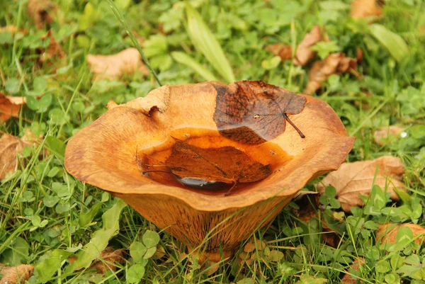 Grande Cogumelo Lactarius Grama Com Algumas Folhas Caídas Seu Boné — Fotografia de Stock