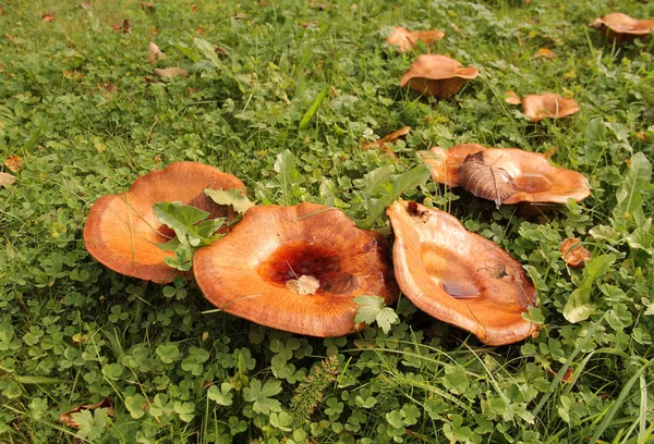 그들의 모자에 떨어진된 나뭇잎과 잔디에 Lactarius 버섯의 — 스톡 사진