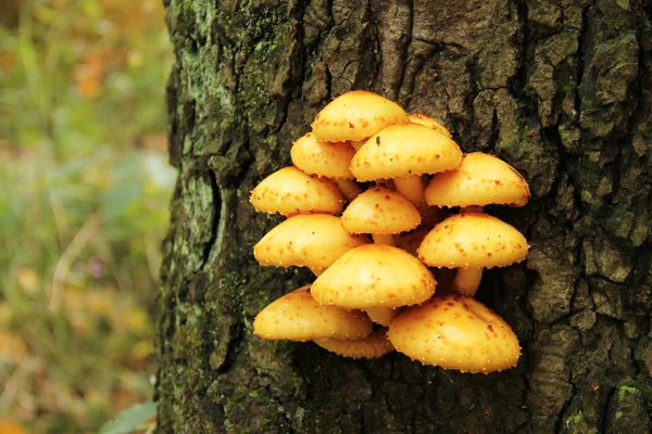 Foto Próxima Cogumelo Amarelo Brilhante Pholiota Aurivella Crescendo Tronco Árvore — Fotografia de Stock