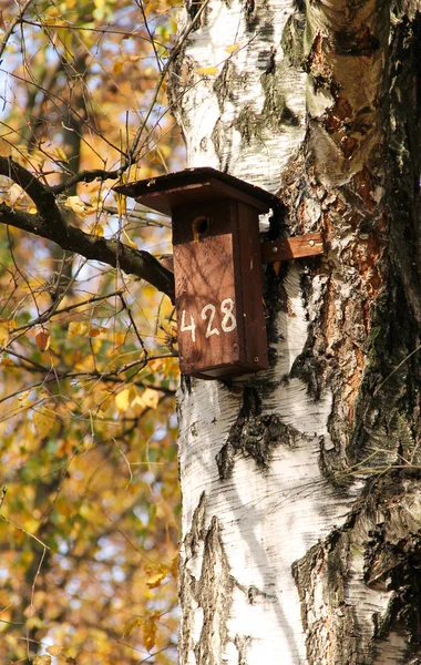 Wooden Nesting Box Birds Trunk Birch Autumn — Stock Photo, Image