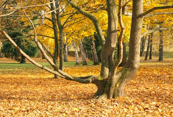 Дерево Голыми Кривыми Ветвями Осеннем Парке Земля Ним Покрыта Разноцветными — стоковое фото