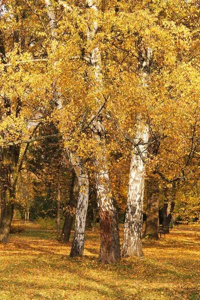 Три Березы Красивыми Ярко Желтыми Листьями Белыми Стволами Парке Осенью — стоковое фото