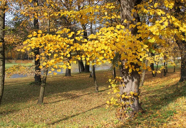 Липа Красивыми Ярко Желтыми Листьями Парке — стоковое фото