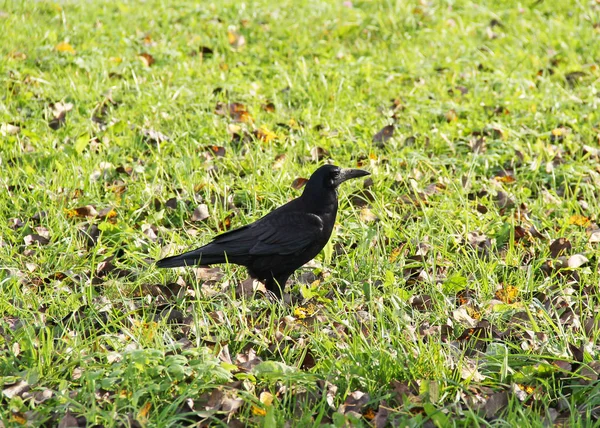 Grand Corbeau Noir Marchant Sur Pelouse Avec Des Feuilles Tombées — Photo