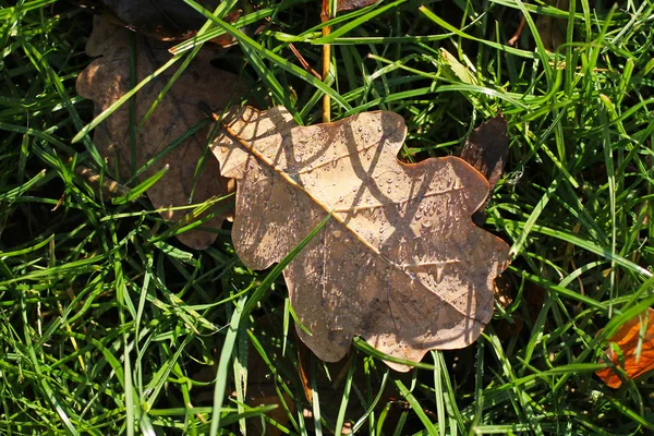 Cerrar Foto Hoja Roble Beige Caído Cubierta Con Gotas Agua — Foto de Stock