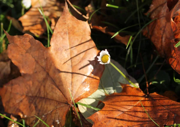 Close Photo Small Blooming Daisy Fallen Leaves Autumn — Stock Photo, Image