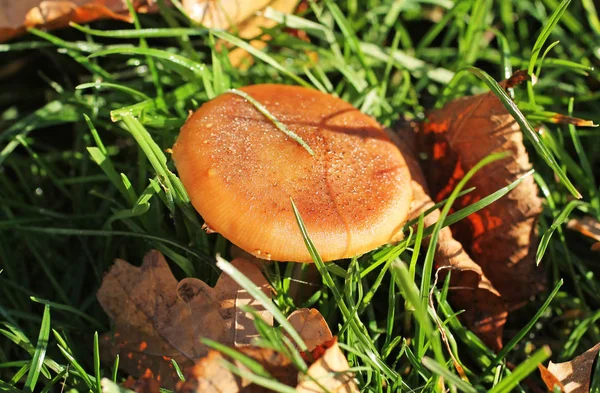 Pequeno Cogumelo Lactarius Grama Com Algumas Folhas Caídas Torno Dele — Fotografia de Stock