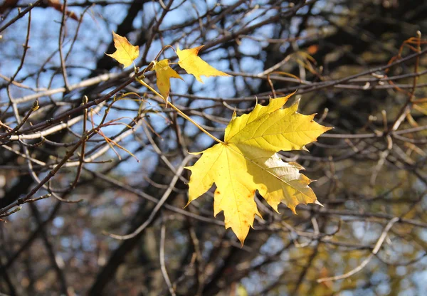 Γυμνά Κλαδιά Του Δέντρο Σφενδάμνου Πολλά Τελευταία Κίτρινα Φύλλα Φθινόπωρο — Φωτογραφία Αρχείου