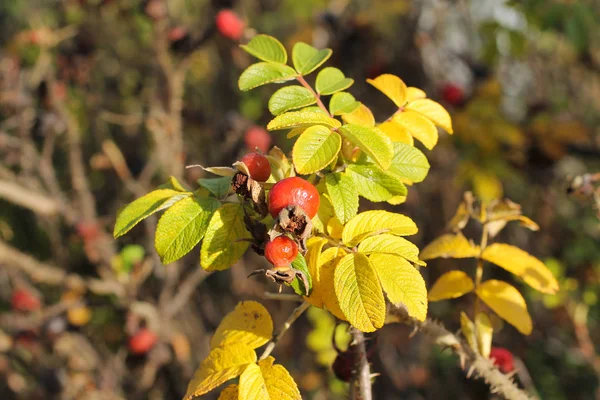 Photo Rapprochée Médlar Commun Mespilus Germanica Avec Des Fruits Sear — Photo