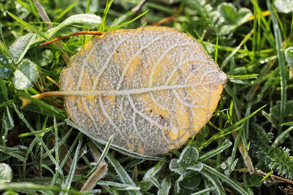 Soğuk Sonbahar Çimleri Hoarfrost Düşmüş Yuvarlak Sarı Yaprak Kaplı — Stok fotoğraf