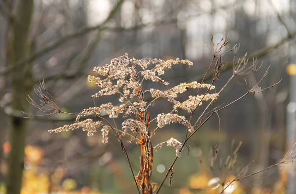 Goldrute Solidago Virgaurea Und Einige Andere Pflanzen Herbst — Stockfoto