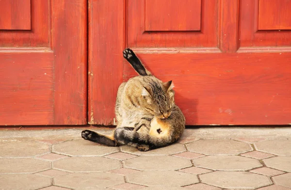 Bonito Gato Marrom Cinza Lambendo Posição Engraçada Frente Porta Vermelha — Fotografia de Stock