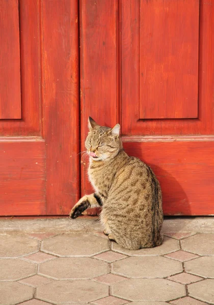 Bonito Gato Marrom Cinza Sentado Frente Porta Vermelha Lambendo Seu — Fotografia de Stock