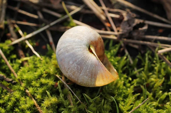 Foto Perto Uma Concha Vazia Caracol Comestível Helix Pomatia — Fotografia de Stock