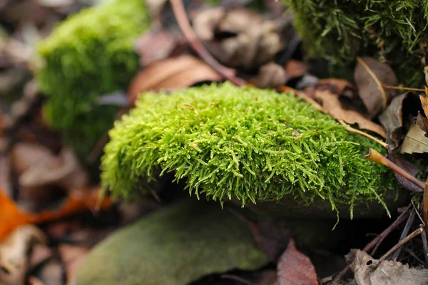 Close Photo Green Moss Growing Stone — Stock Photo, Image
