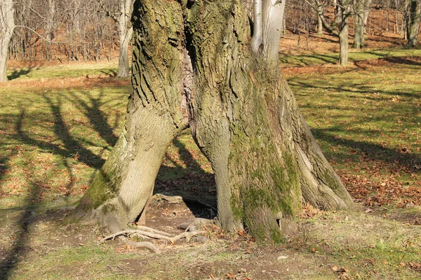 old tree with the hole shaped like a pylon at Hukvaldy, Czech Republic