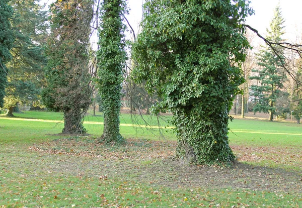 Kilka Dużych Starych Drzew Pni Pokryte Viny Bluszcz — Zdjęcie stockowe