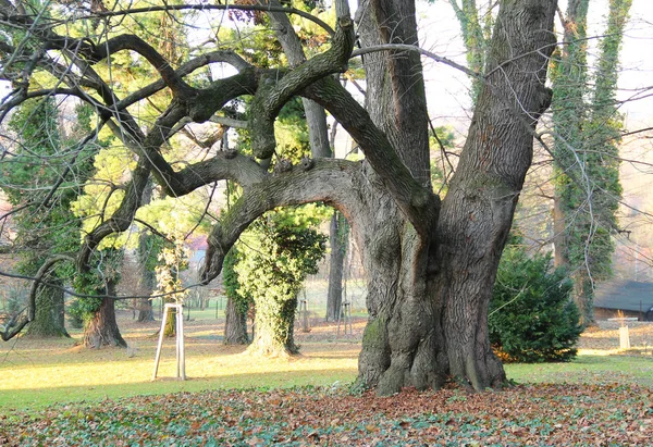 Árbol Arce Muy Viejo Con Tronco Grueso Ramas Torcidas Sin — Foto de Stock