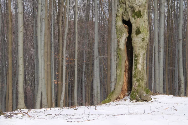Tronco Uma Árvore Velha Grande Borda Floresta Alguns Outros Atrás — Fotografia de Stock