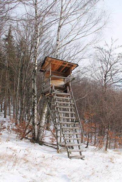 Bryony Hunters Edge Forest Winter Nature — Stock Photo, Image