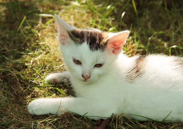 Retrato Gatinho Branco Bonito Com Algumas Manchas Cinzentas Orelhas Rosa — Fotografia de Stock