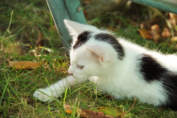 秋の芝生で横になっているピンクの耳とかわいい黒と白の子猫 — ストック写真