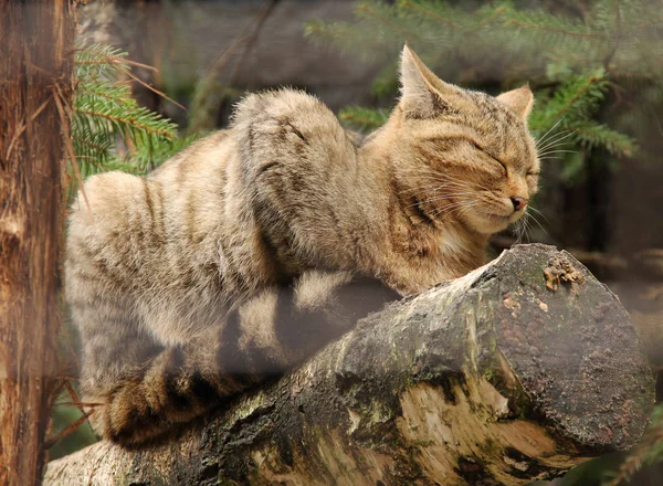 Cativeiro Wildcat Relaxante Árvore Atrás Das Barras Borradas — Fotografia de Stock