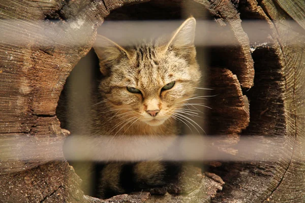 Retrato Gato Selvagem Cativo Tronco Oco Atrás Das Barras Borradas — Fotografia de Stock