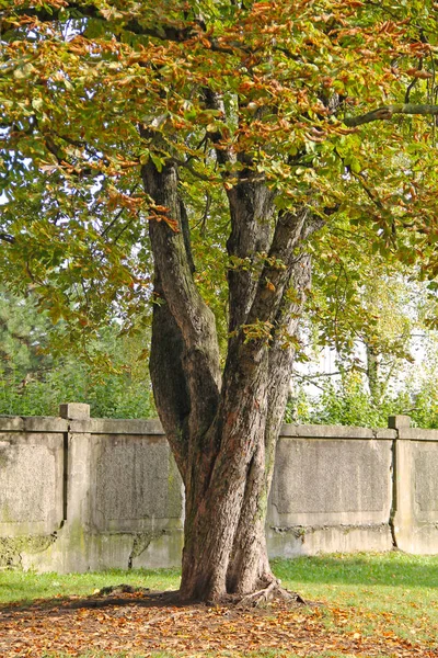 Vecchio Castagno Con Foglie Colorate Che Crescono Vicino Muro Nel — Foto Stock