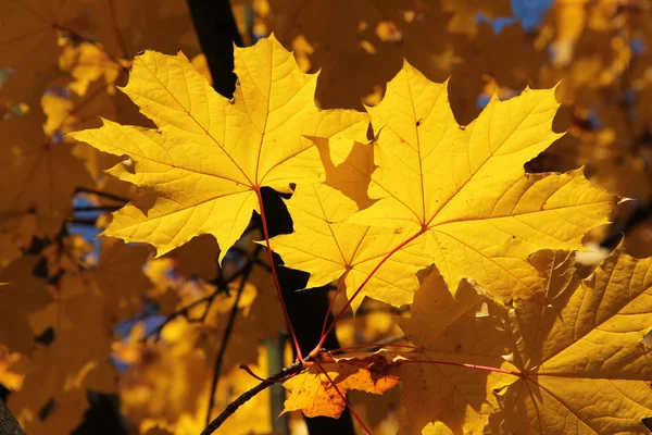 Гілка Кленового Дерева Яскраво Жовтим Листям Освіченим Сонцем — стокове фото