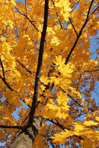 Δέντρο Σφενδάμνου Όμορφα Φωτεινά Κίτρινα Φύλλα — Φωτογραφία Αρχείου
