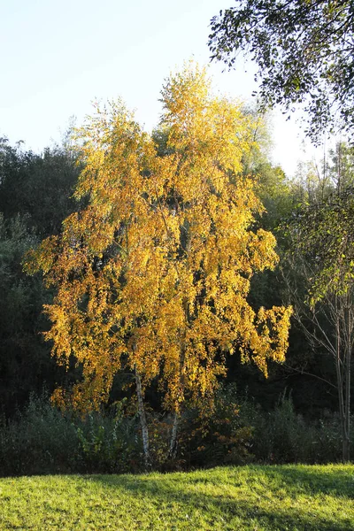 Birke Mit Gelben Blättern Licht Der Sonne Kontrast Zum Dunklen — Stockfoto