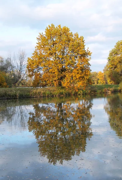 big oak tree with crooked branches with colorful leaves on the bank of a pond in autumn enlightened with evening sun reflecting on the calm water surface, Poodri, Czech Republic