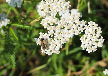 close photo of a hoverfly feeding on the bloom of ground elder clipart