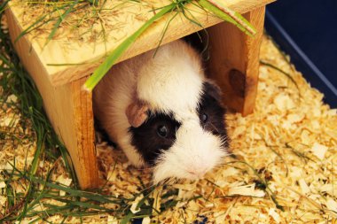black and white guinea pig looking from its wooden house clipart